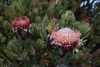 Protea Sect. Leiocephalae - Photo (c) Robert Blackhall-Miles and Ben Ram, some rights reserved (CC BY-NC), uploaded by Robert Blackhall-Miles and Ben Ram