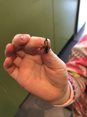 Trigonarthris proxima