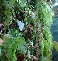 Poecilasthena fragilis