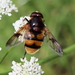 Volucella elegans - Photo (c) José Ferreira, some rights reserved (CC BY-NC), uploaded by José Ferreira
