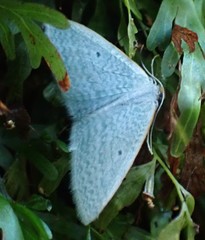 Poecilasthena fragilis