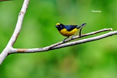 Euphonia chlorotica