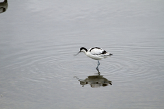 Recurvirostra avosetta