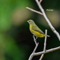 Euphonia chlorotica