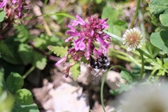 Pedicularis refracta transmorrisonensis