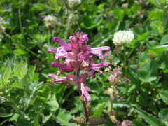 Pedicularis refracta transmorrisonensis