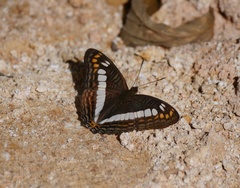 Adelpha alala