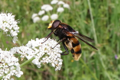 Volucella elegans