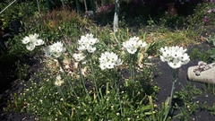 Ornithogalum arabicum