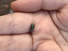 Polydrusus formosus