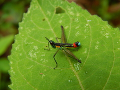 Paramastax duquei