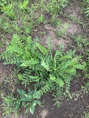 Astragalus canadensis