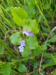 Glechoma hederacea