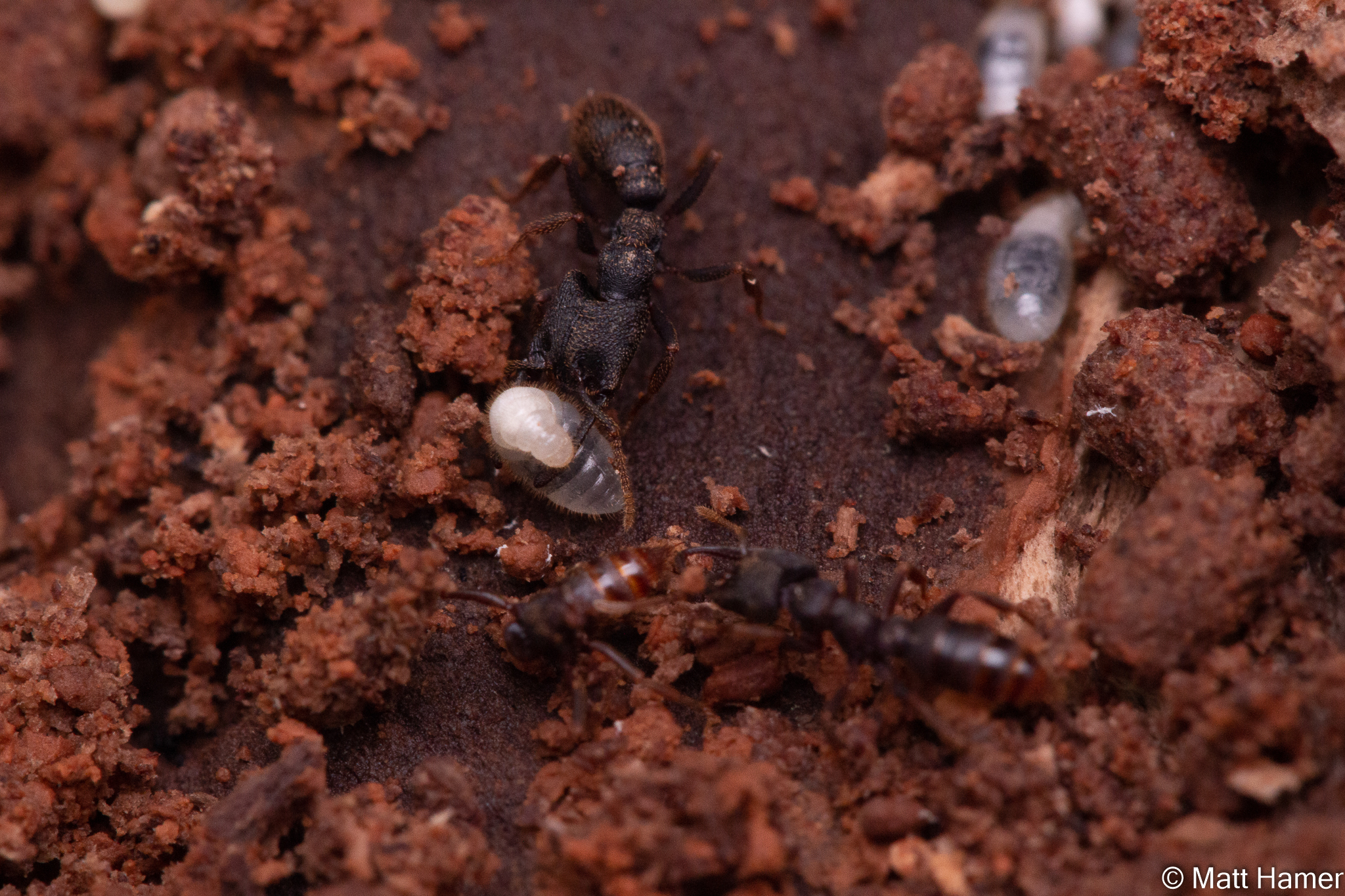 Mystrium rogeri