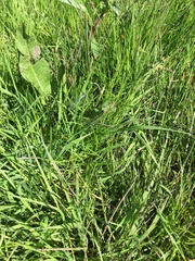 Enallagma cyathigerum