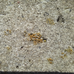 Xanthocarpia crenulatella