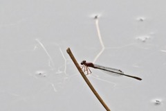 Enallagma dubium