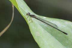 Enallagma dubium