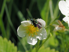 Anthaxia bicolor