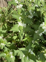 Lamium album