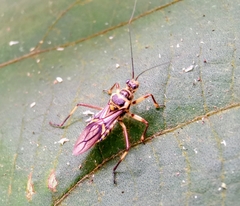 Inara flavopicta