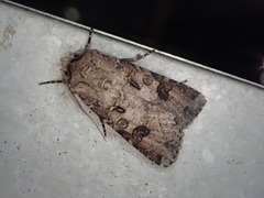 Agrotis segetum