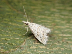 Microchilo inouei