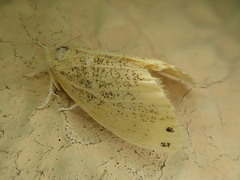 Arna pseudoconspersa