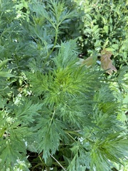 Artemisia vulgaris