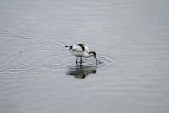 Recurvirostra avosetta