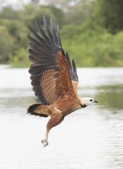 Black-Collared Hawk photo 3