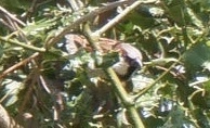 Passer domesticus