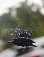 Gasteracantha mengei
