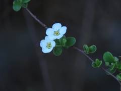 Spiraea prunifolia pseudoprunifolia
