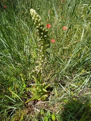 Himantoglossum hircinum