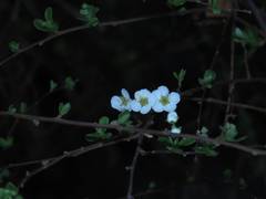 Spiraea prunifolia pseudoprunifolia