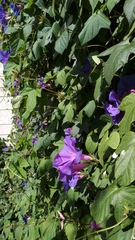 Ipomoea indica