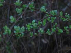 Spiraea prunifolia pseudoprunifolia