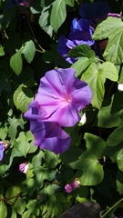 Ipomoea indica