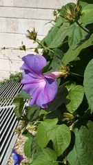 Ipomoea indica