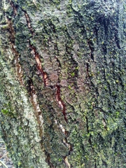 Quercus