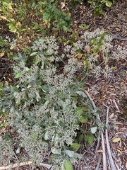 Eriogonum giganteum
