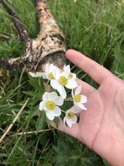 Anemonastrum fasciculatum