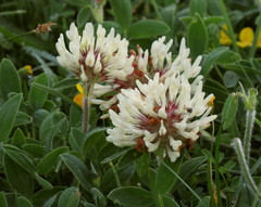 Trifolium noricum