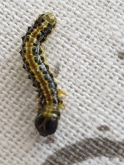 Cydalima