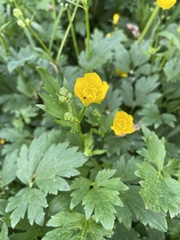 Ranunculus repens