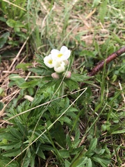 Anemonastrum fasciculatum