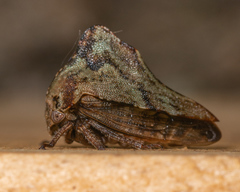 Telamona ampelopsidis