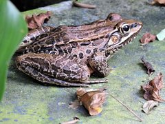 Lithobates magnaocularis