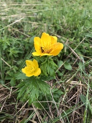 Trollius ranunculinus